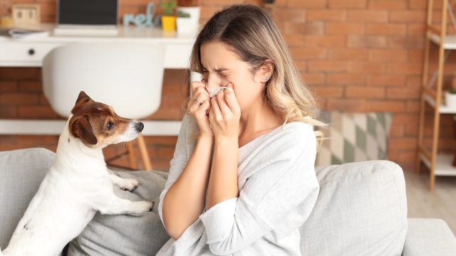 woman sneezing next to a dog on her couch