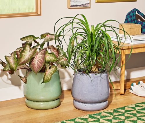 green and blue planters