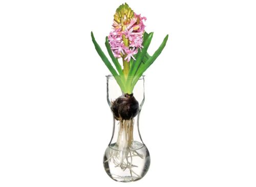 Hyacinth with Glass Vase - Assorted Color