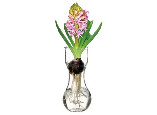 Hyacinth with Glass Vase - Assorted Color
