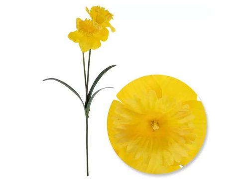 Yellow Daffodil Stem