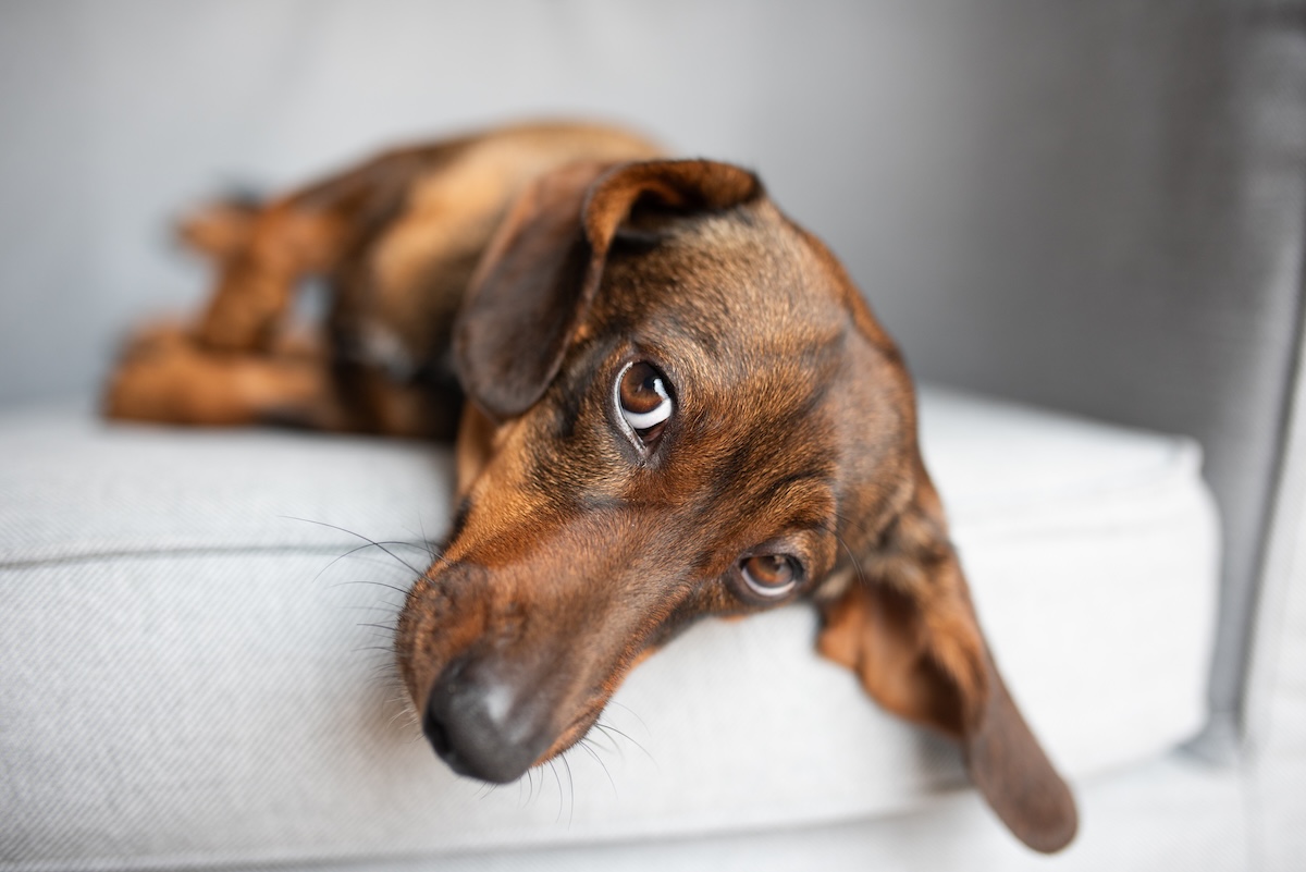 dachshund laying on an armchair