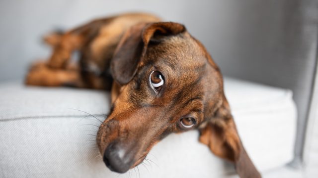 dachshund laying on an armchair