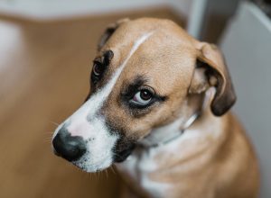 Sad dog looking at camera