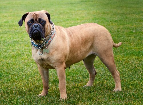 A FEMALE BULLMASTIFF STANDING ON A GREEN LAWN 