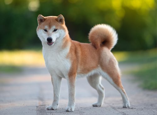 exterior portrait conformation Shiba Inu dog stands on the road in summer