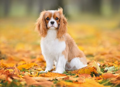 cavalier king charles spaniel dog sitting outdoors in autumn