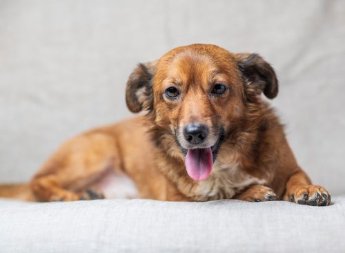 Portrait of a beautiful red mongrel dog in a studio.