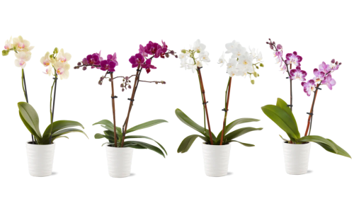 Trader Joe's potted orchids