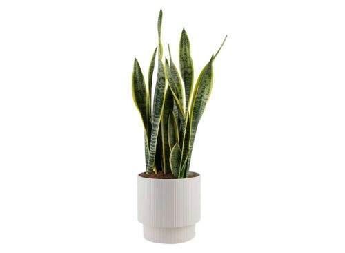 Costa Farms Grower's Choice Sansevieria Snake plant House plant in 10 Inch(es) Planter 1.0 -Pack