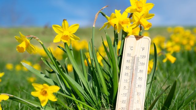 A thermometer standing in front of daffodils
