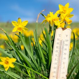 A thermometer standing in front of daffodils