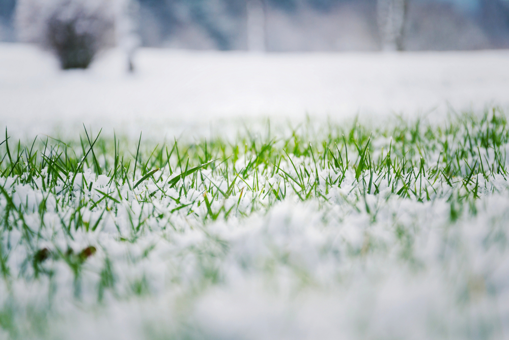 Grass under a thin layer of snow