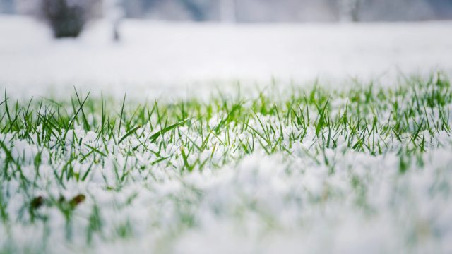 Grass under a thin layer of snow
