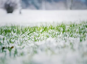 Grass under a thin layer of snow