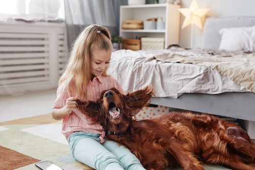 little girl playing with an Irish Setter's ears in her bedroom