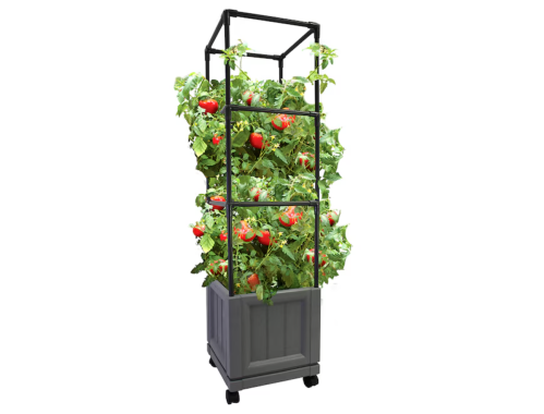 outdoor tomato plant