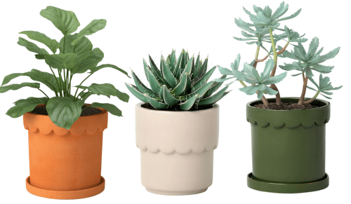 orange, cream, and green planters