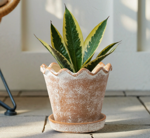 scalloped terra-cotta planter
