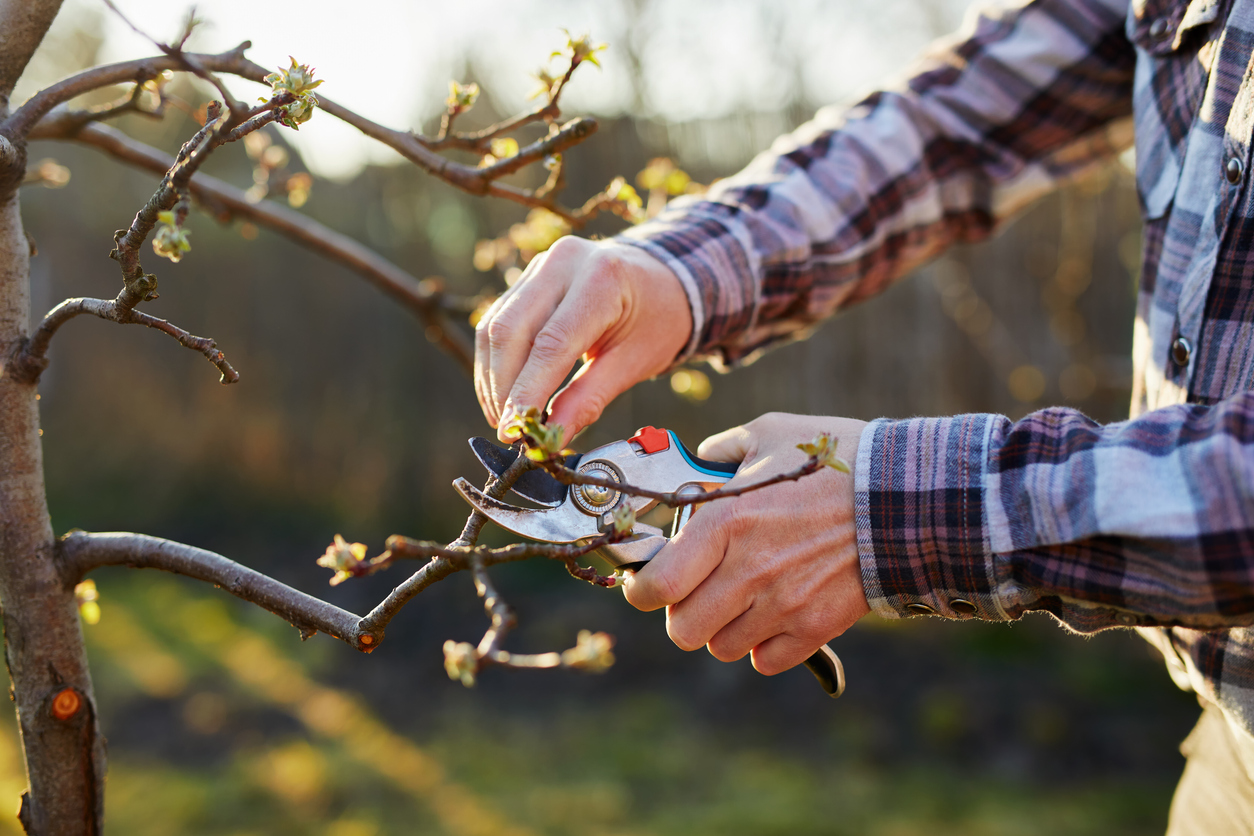 Close-up of a male gardener's hand pruning a fruit tree