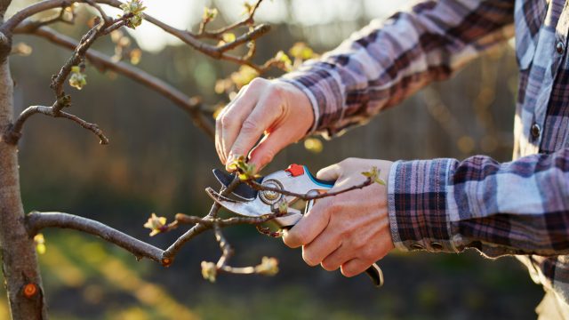 Close-up of a male gardener's hand pruning a fruit tree