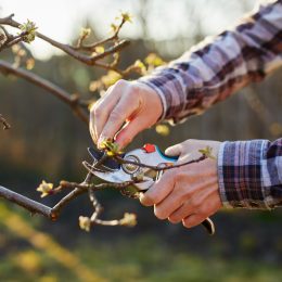 Close-up of a male gardener's hand pruning a fruit tree