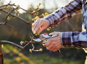 Close-up of a male gardener's hand pruning a fruit tree