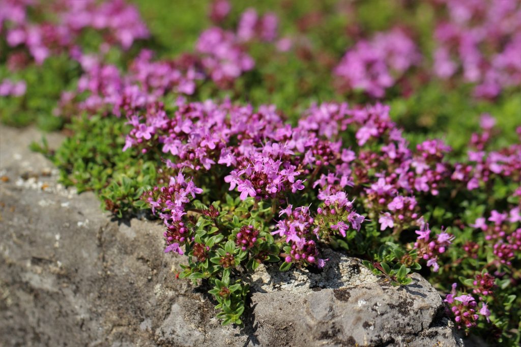 Creeping thyme