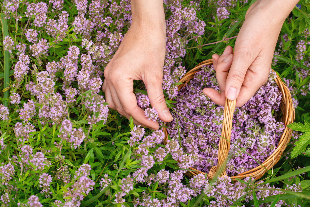 Gathering thyme plant in the meadow. Human hands with a small wicker basket picking Thymus serpyllum, close-up, selected focus. Phytotherapy, herbal medicine, drug plant, flowers, herbalism concept.