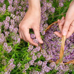 Gathering thyme plant in the meadow. Human hands with a small wicker basket picking Thymus serpyllum, close-up, selected focus. Phytotherapy, herbal medicine, drug plant, flowers, herbalism concept.