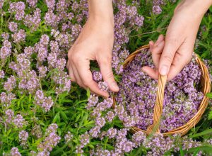 Gathering thyme plant in the meadow. Human hands with a small wicker basket picking Thymus serpyllum, close-up, selected focus. Phytotherapy, herbal medicine, drug plant, flowers, herbalism concept.