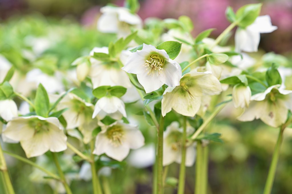 Hellebores in early spring