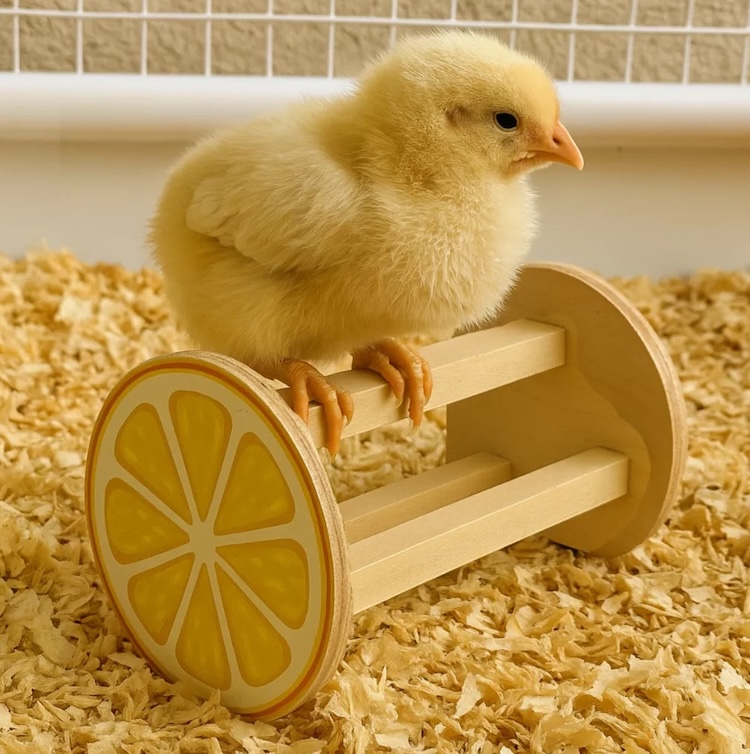 ImPECKables Lemon Chick Toy