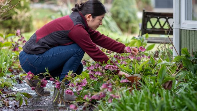 Young woman cutting hellebore flowers and arranging them in recycled jar.