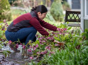 Young woman cutting hellebore flowers and arranging them in recycled jar.