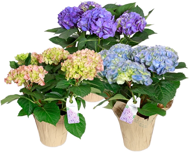 Trader Joe's Large Potted Hydrangea
