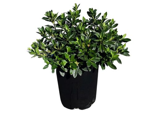 Alder & Oak Azalea Shrub