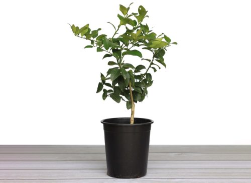 Alder & Oak Bearss Lime Tree