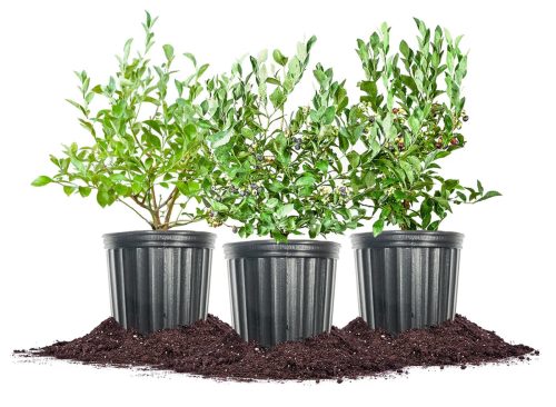 Berry Bush Collection, 3-pack