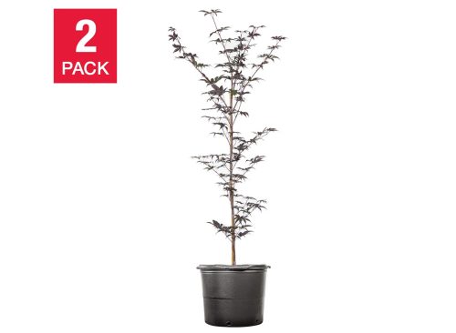 Bloodgood Japanese Maple 4-5 ft., 2-pack