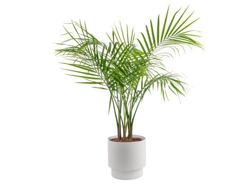 Costa Farms Majesty Palm Tree, Houseplant in Decor Planter