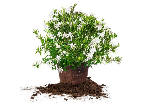 Gardenia Frost Proof Collection