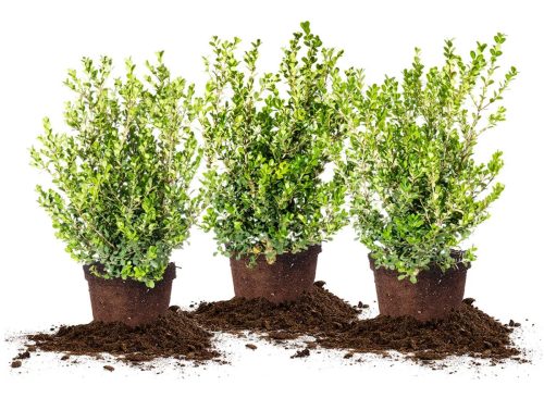 Hydrangea Shrubs 3 Gallon, 2-pack