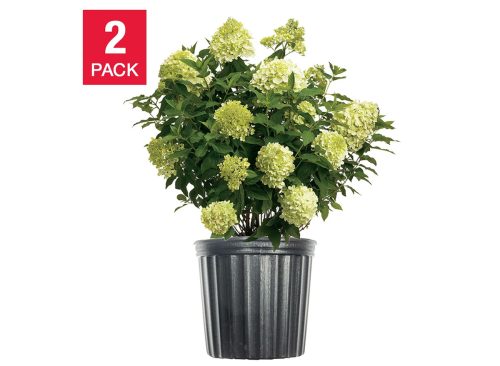 Hydrangea Shrubs 3 Gallon, 2-pack