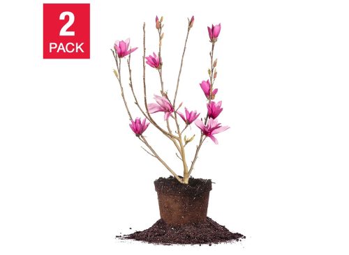 Magnolia Tree 3 Gallon, 2-pack