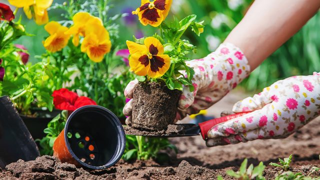 The gardener is planting a flower garden.