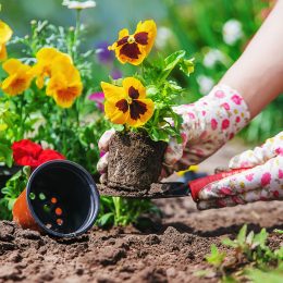 The gardener is planting a flower garden.