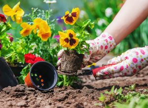 The gardener is planting a flower garden.