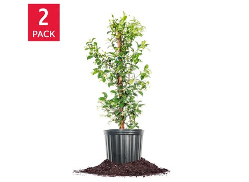 Star Jasmine Flowering Plant 3 Gallon, 2-pack