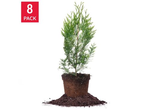 Thuja 1-2 ft, 8-pack